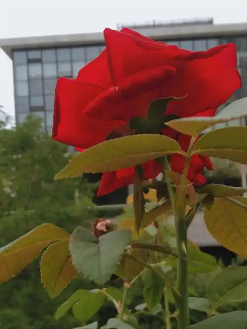 月季软烟罗之梦