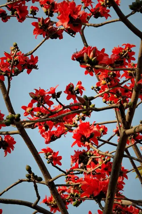 木棉花盛开了