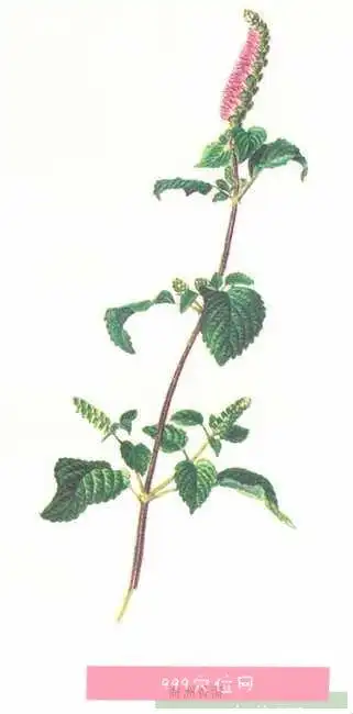 祛风解表,透疹消疮,止血的功效,别名:香菜,香茅,香绒,石香茅,石香薷