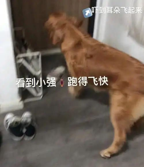 狗狗都怕小强09的吗