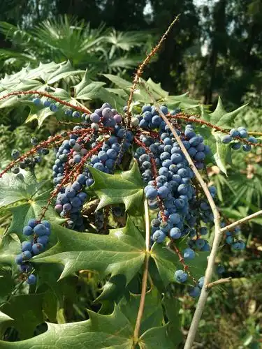 果实如此招摇.可我们居然不识得如此宝贝!