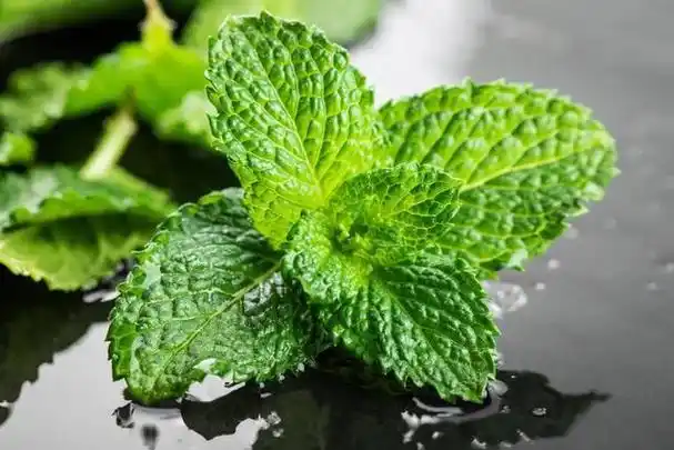 九成人不明白"蟑螂天敌"是啥:房子里放些它,蟑螂"消失了"