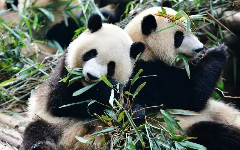 【大熊猫】20160917-七家姐妹花的回忆杀