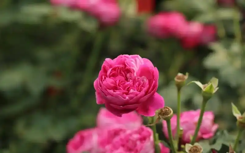 月季图片——蔻丹