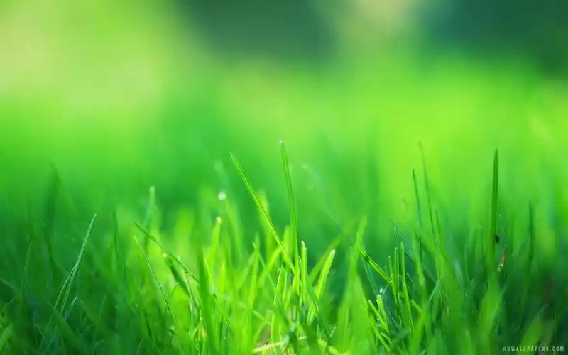 绿草领域的壁纸