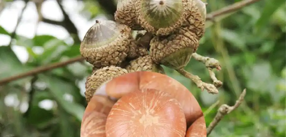 壮阳果的功效与作用