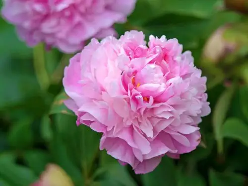 盛世牡丹雍容华贵