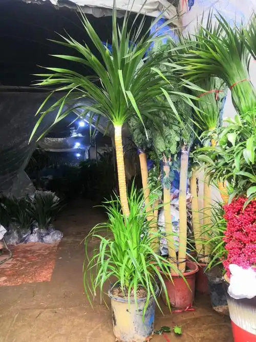 儿童房绿植摆放 - 美篇