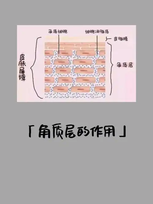 「角质层的作用」1,机械性的保护作用:角质层处在皮肤的最外层,具有