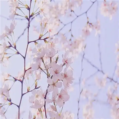 素雅清新花朵头像