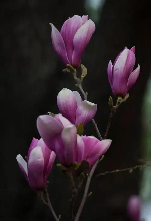 玉兰花的传说 - 美篇