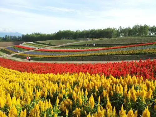 全球五大最美花海观赏地 你都去过哪儿?