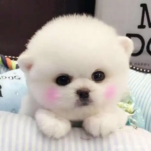 乖巧可爱的迷你兔,萌萌哒的蜜袋鼯,你最喜欢的动物是哪个呢?