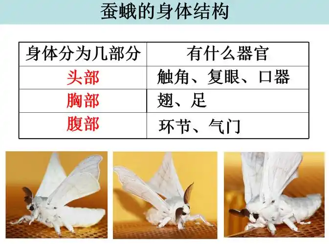 5茧中钻出了蚕蛾