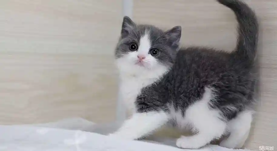 英短蓝白猫正八五粉蓝白 矮脚蓝白全国飞 包健康