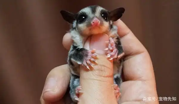 蜜袋鼯怎么养?