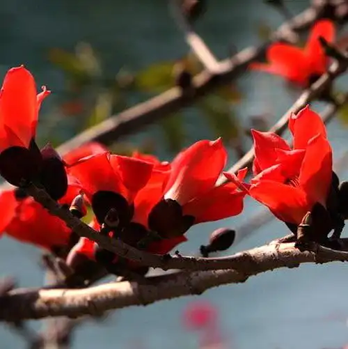 求花的名字,还有木棉花的图片.