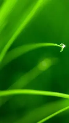 鲜花 清新 摄影 田园 绿色 自然 淡雅 风景名胜 壁纸 素材 锁屏 屏保