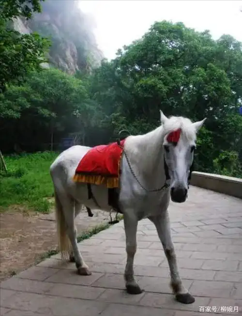 白龙马:把一生献给《西游记》,晚年却沦为赚钱工具,惨死在马棚