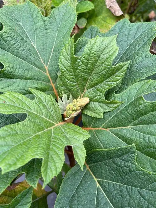 栎叶绣球和声已起花苞冬天开