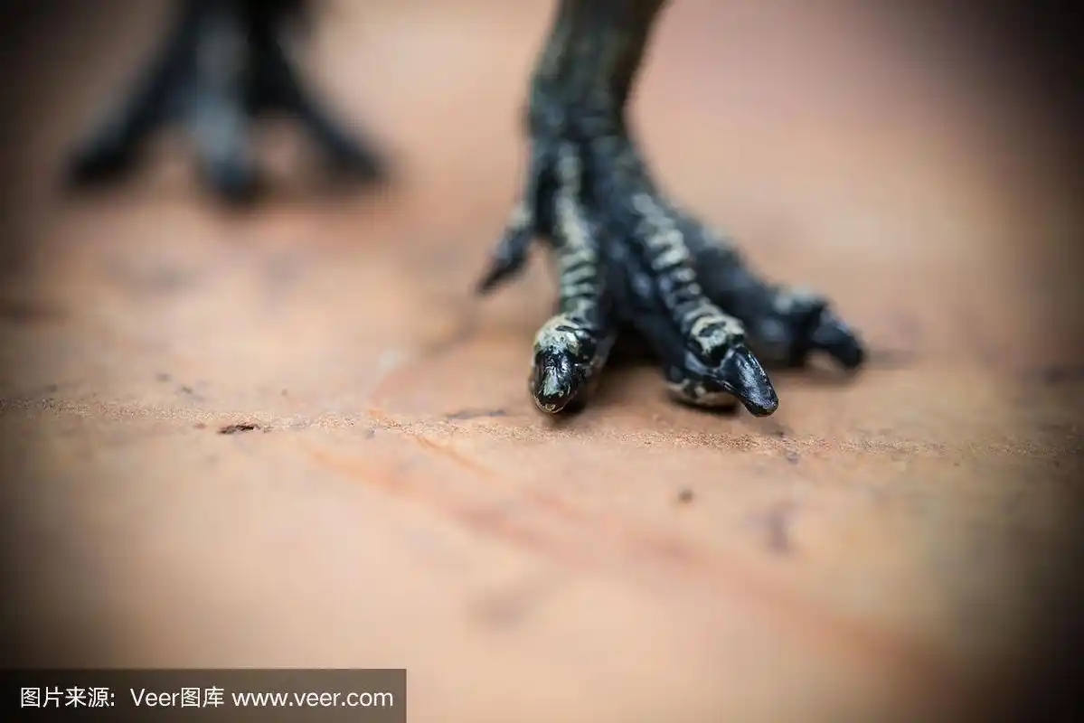 霸王龙的脚在岩石上