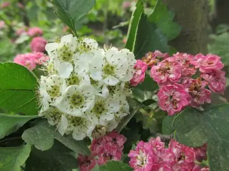 伞房花序的特点