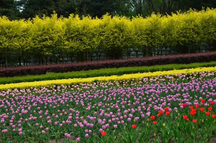 长春公园郁金香花展