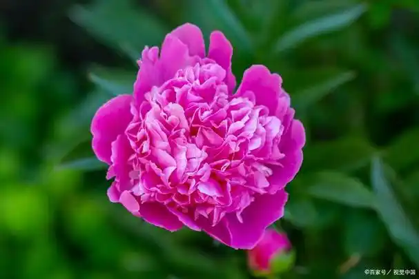 而在众多品种的牡丹花中,哪一种最好看呢?