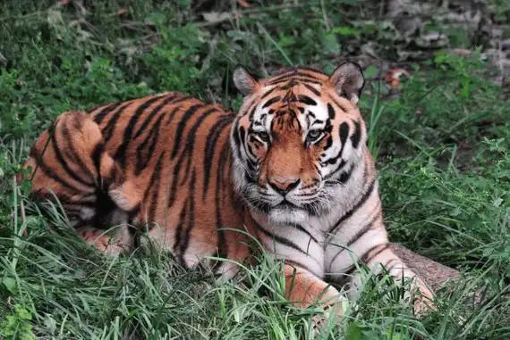 重大发现!一种已灭绝40余年的老虎,被认为在野外重新_