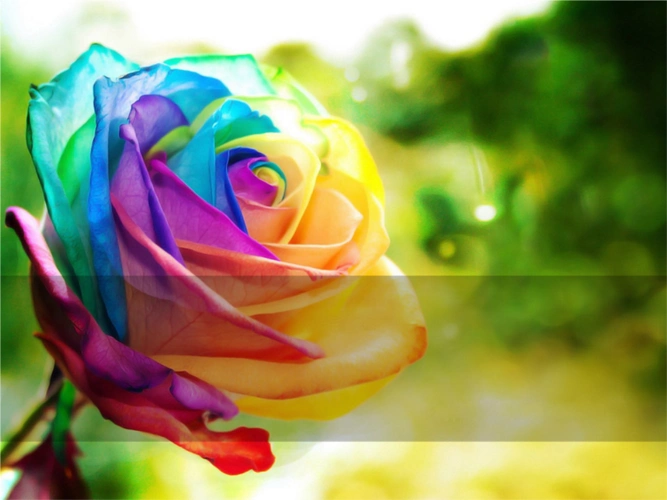 七彩花幻灯片模板