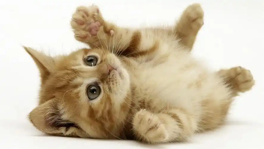 高清晰可爱卖萌宠物小猫猫壁纸下载