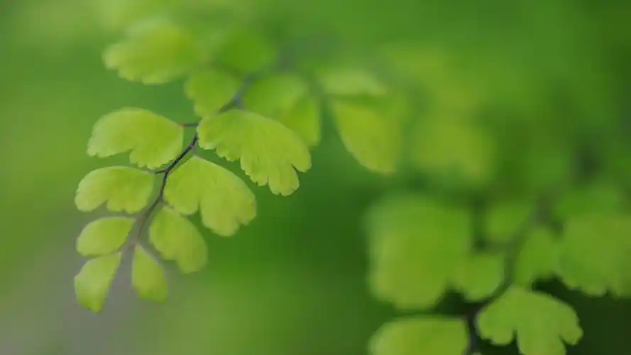 绿色保护眼睛电脑桌面