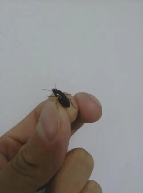 家里多了许多这样的虫子.是怎么来的.改用什么药?