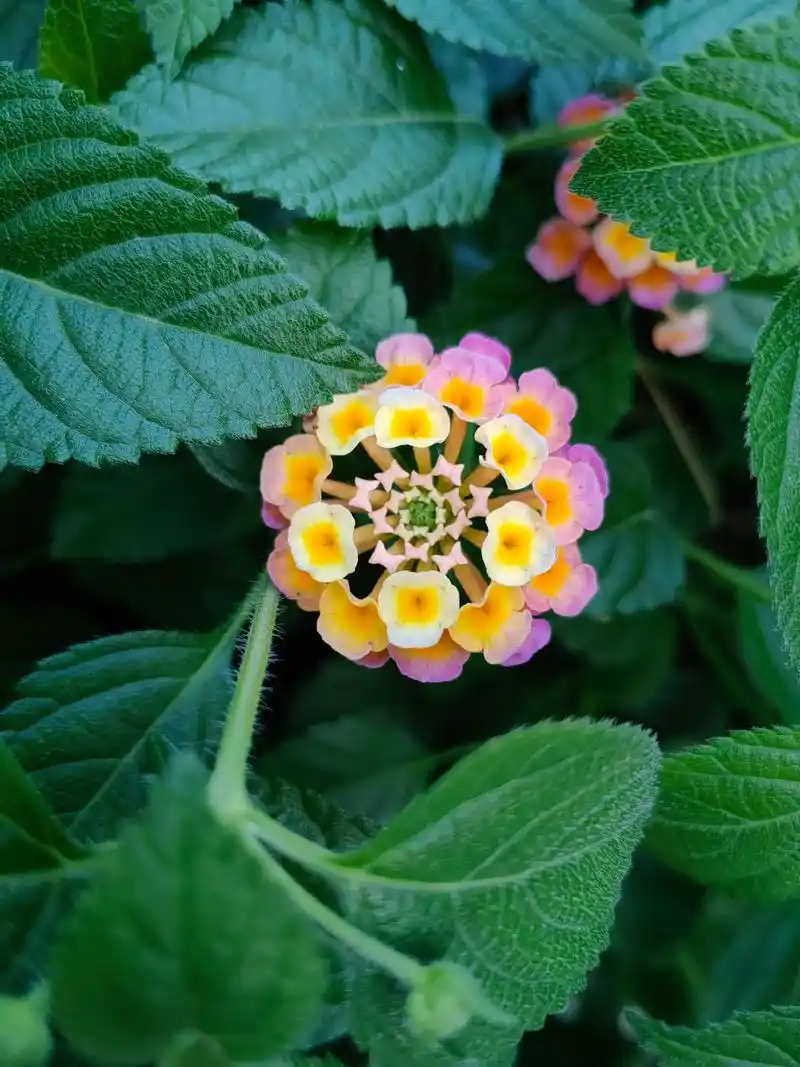 它好像知道自己很好看(五彩花) 第一张图,什么都没改过,也没 - 抖音