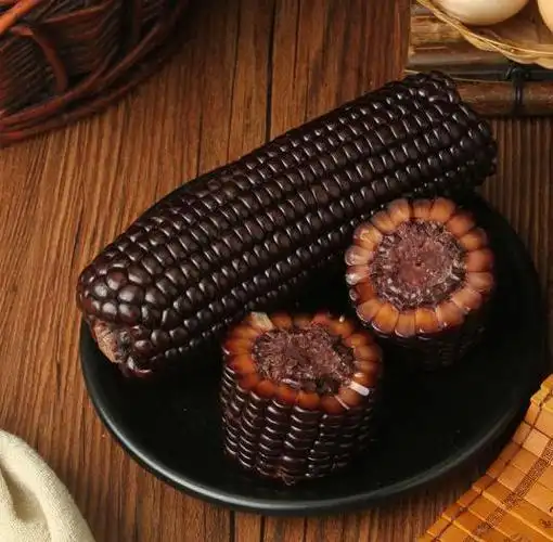 紫杆紫叶的玉米品种有哪些