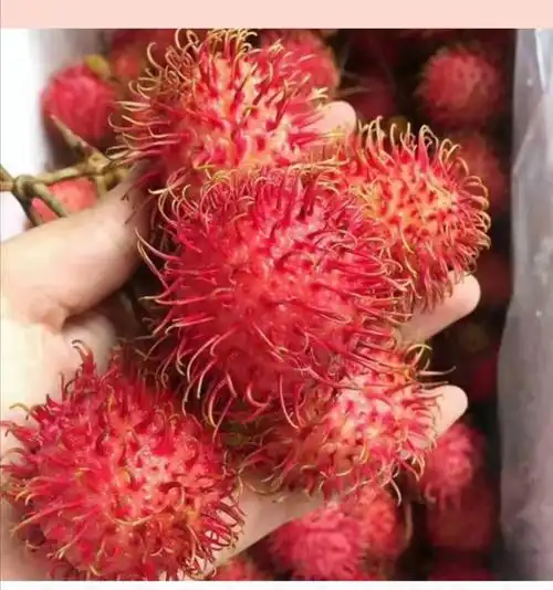 新鲜红毛丹毛荔枝5斤带箱8斤现摘热带特产毛丹