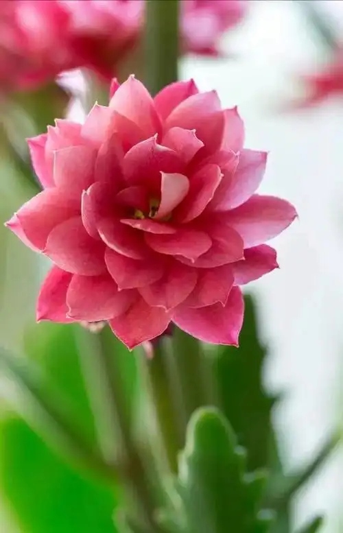 最美的花朵图片,一花一世界,100款绝美花卉图,美到令人窒息 第3张