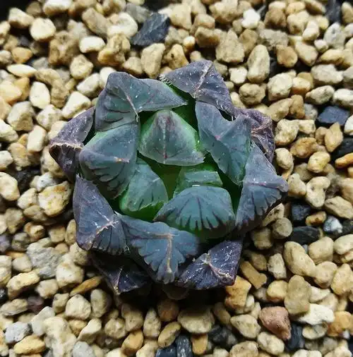 1号拍品  紫姬玉露实生 玉露 3.