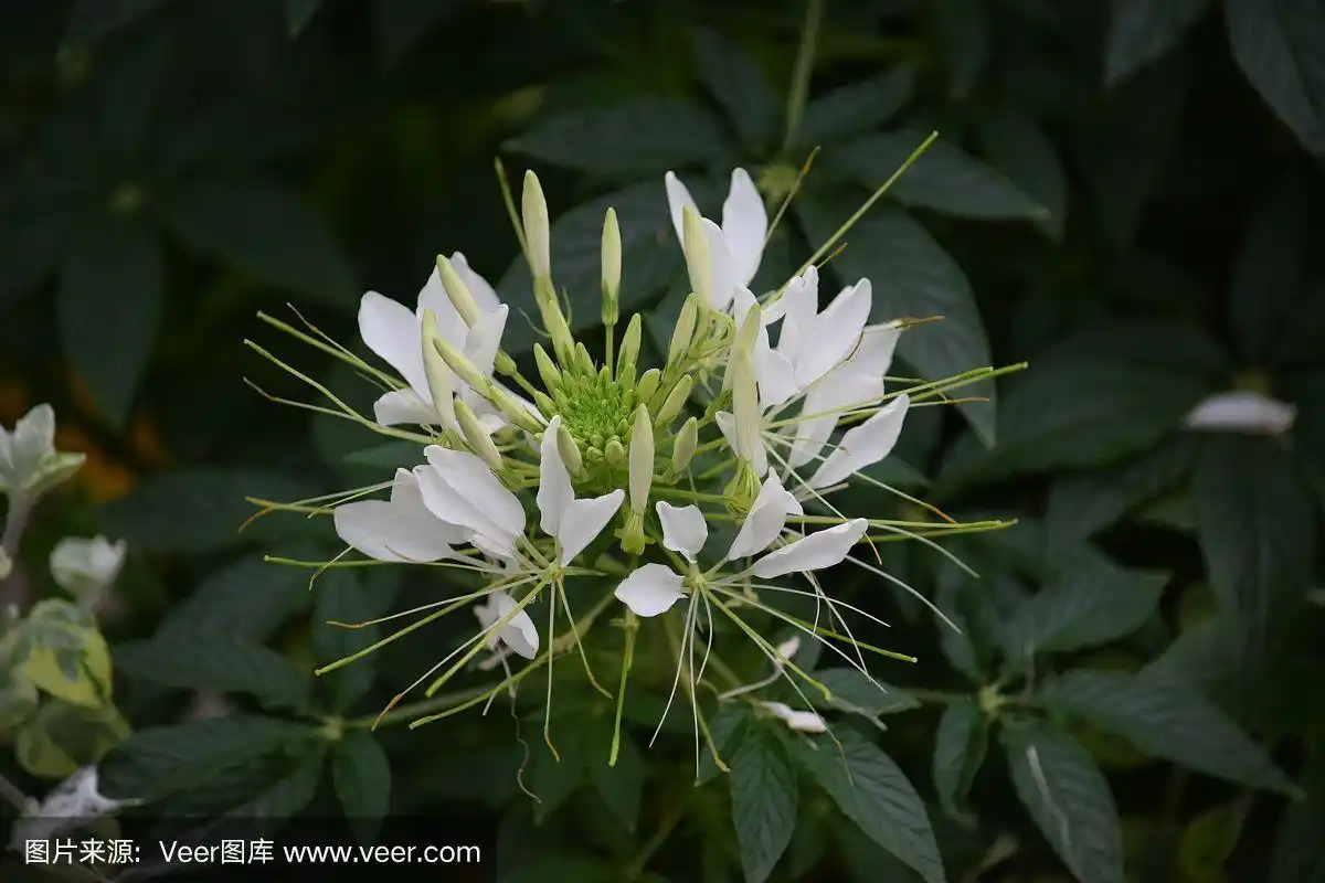 白色花朵的浪花