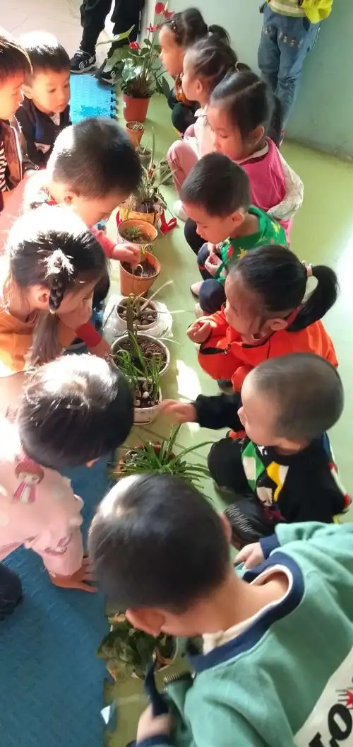 我们班开展自然角种植大蒜,绿色草本植物,观察它们的生长变化.