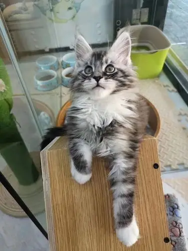 缅因和虎斑的串串