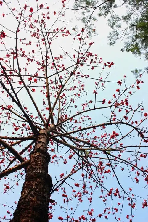 橡树在北木棉在南