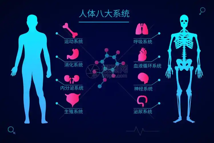 1 人体的八大系统人体的八大系统包括:消化,呼吸,循环,内分泌,神经