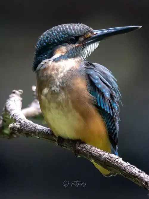 翠鸟幼鸟高清特写