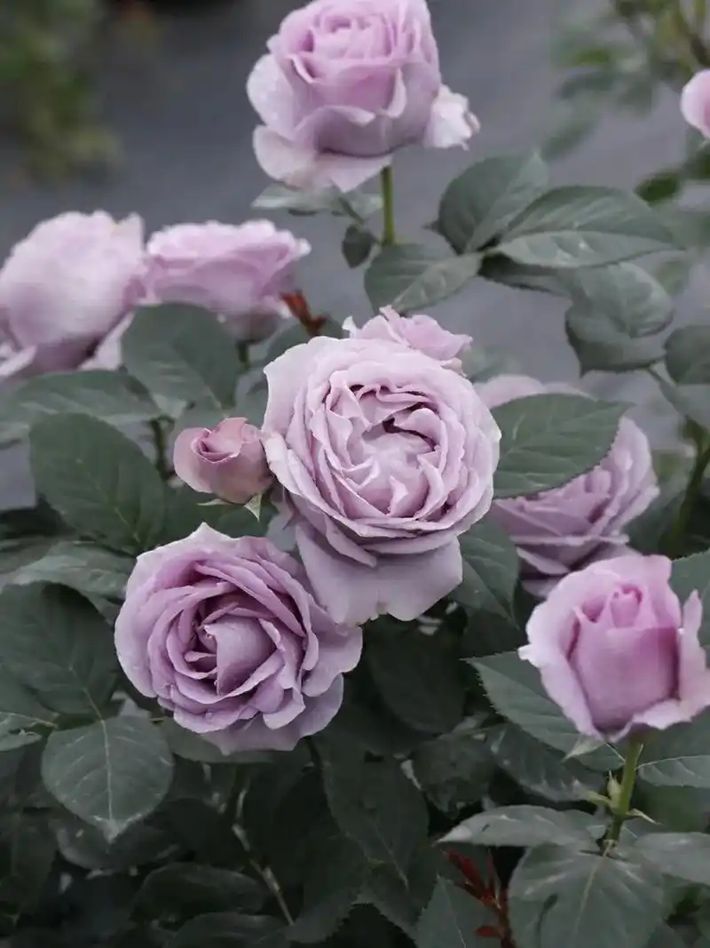 蓝色风暴的优缺点 蓝色风暴月季花朵的颜色非常美丽,是淡紫色的,和