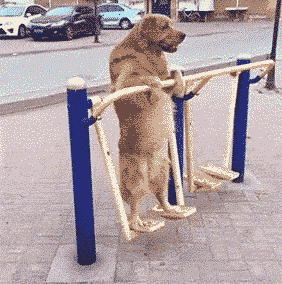 动态图 搞笑 狗狗