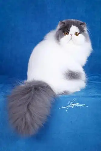 波斯猫哪里买?多少钱?向往优宠_宠物课堂 - 哪里能买到