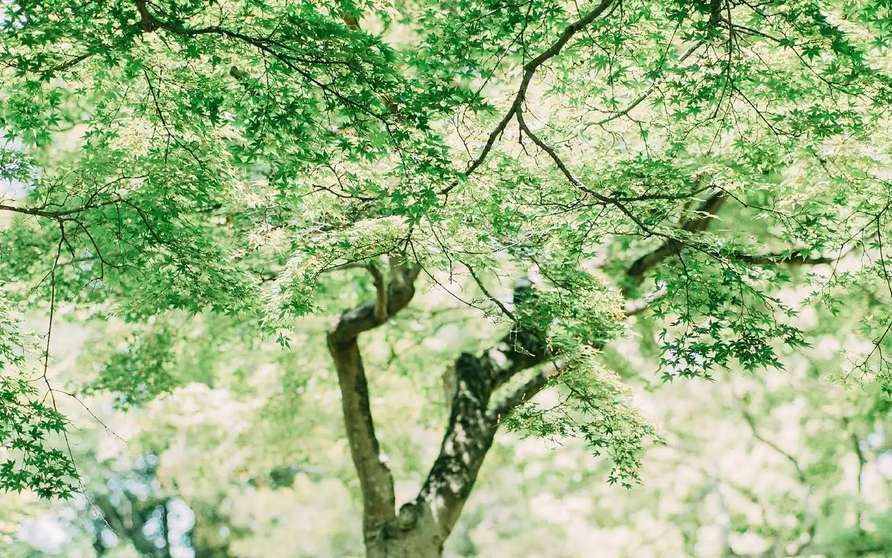 绿色小清新护眼文艺高清壁纸