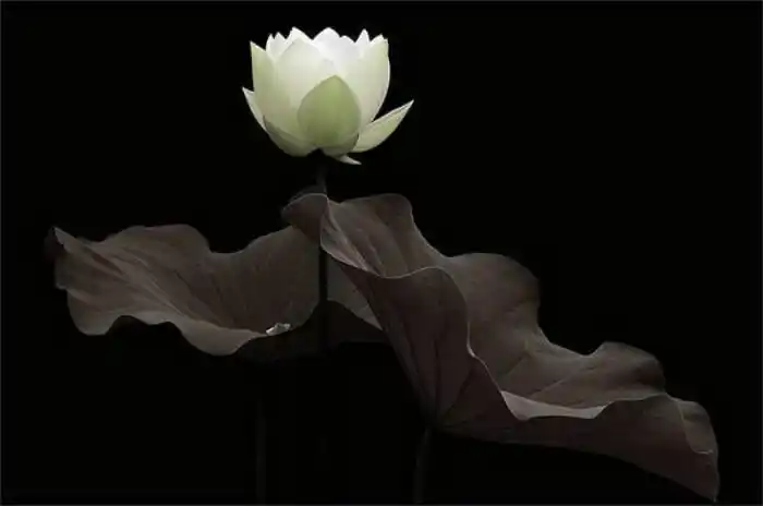 禅意莲花,清净无染,是意境也是心境.| 美国摄影师 bahman farzad