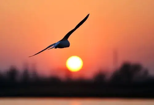 《鸿雁》 一抹夕阳伴我浪迹天涯打工忙